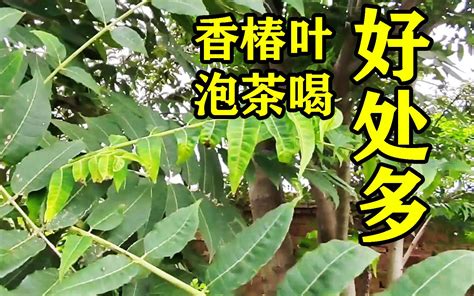 香椿功效